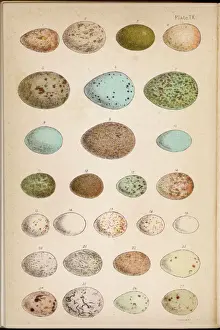 Eier von 24 Vögeln