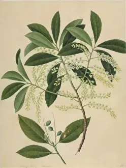 Botanical Drawings China Drucke: Elaeocarpus sp