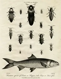 Tropical Insects Drucke: Elater (Click Beetle) and Elops Saurus