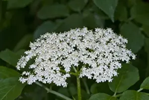 White Flowering Shrub Drucke: Elderflower
