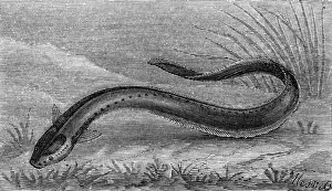 Drucke von Der elektrische Eel (Gymnotus Electricus) Zitteraal Drucke: Die elektrische Eidechse