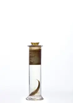 Gerahmter Druck : Rockkod Eleginops maclovinus Gerahmter Druck : Rockkod Eleginops maclovinus