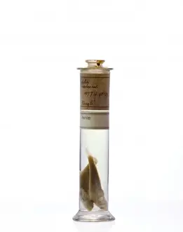 Gerahmter Druck : Rockcod (Eleginops maclovinus) Gerahmter Druck : Rockcod (Eleginops maclovinus)