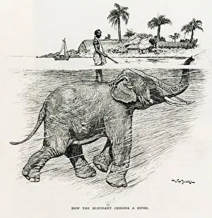 Drucke von Ein Mann steht irgendwo im asiatischen Subkontinent auf dem Rücken eines Elefanten über einem Fluss und hält mit einfachen Zügeln an den Elfenbeinkuppen des Elefanten Elefantidae Drucke: Wie der Elefant einen Fluss überquert