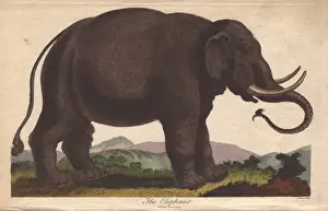Ebenezer Sibly Prints Drucke: Elephant, Elephas maximus