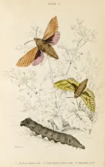 Riesenwedelfliege