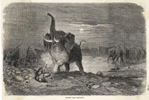 Antique Animal Artwork Drucke: Elephant Hunt (Dore)