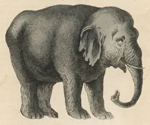 Vintage Elephant Images Drucke: Elephant / Indian 19C
