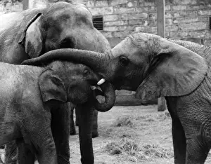 Vintage Elephant Images Drucke: Three Elephants