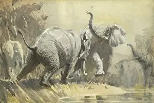 Raymond Sheppard Artwork Drucke: Elephants Fighting