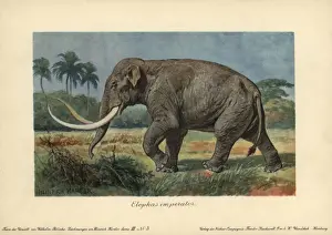 Prehistoric World Animals Drucke: Elephas imperator, an extinct giant mammoth