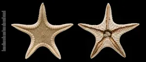 Invertebrate Animals Drucke: Elginia