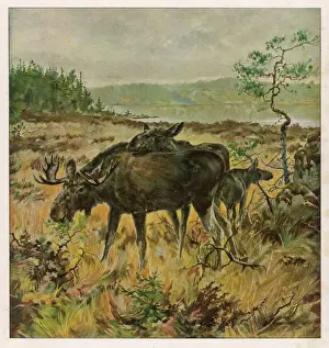 Drucke von Eine Familie schwedischer Elche grasend (Alces alches): dies ist die größte Art von Hirsch, bekannt als Eichhörnchen in Nordamerika Elch Drucke: Eichhörnchen in Schweden