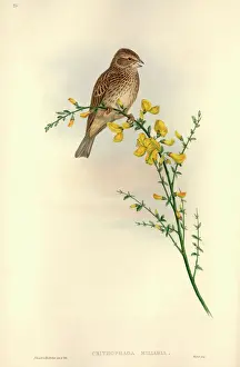 Drucke von Tafel 26 aus Johns Gouls Die Vögel Großbritanniens Band III (1873) - Händegemaltes Lithografie G Drucke: Kornmeise Calandrina