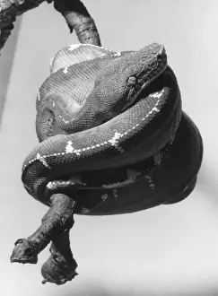 Emerald Tree Boa Drucke: Emerald Tree Boa