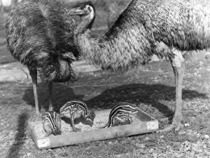 Retro Bird Photography Drucke: Emus and Chicks