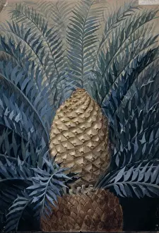 Drucke von Ein Wasserfarben-Illustration der östlichen Kap-Blauen-Zykladen (Encephalartos horridus), ursprünglich aus Südafrika Botanische Drucke: Encephalartos horridus, östlicher Kap-Blau-Zykladen