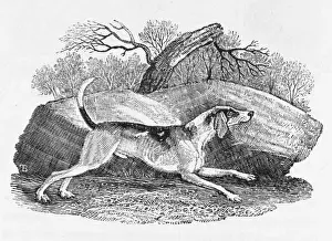 European Hound Breeds Drucke: English Foxhound