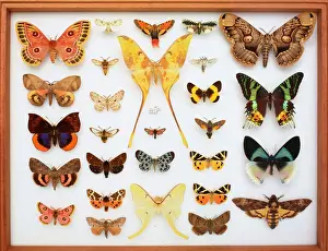 Drucke von Unerkennbare Fotografie von montierten Insektenarten der Schmetterlinge und Motte Verwandte Bilder Drucke: Entomologische Sammlungen von Schmetterlingen