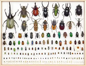 Insektenkunde Proben