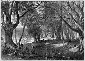 Essex Landscape Photography Drucke: Epping Forest