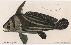 Historical Marine Life Drucke: Eques Punctatus (Fish)