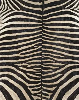 Equus Zebra Drucke: Equus zebra, zebra