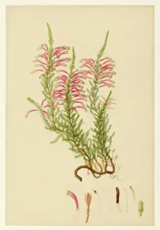 Antique Floral Prints Drucke: Ericaceae