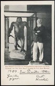 Ernst Haeckel Drucke: Ernst Haeckel & Gorilla