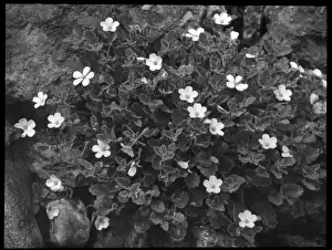 Geraniaceae Family Plants Drucke: Erodium Corsicum