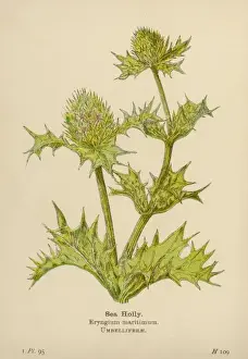 Coastal Wildflowers UK Drucke: Eryngium Maritimum