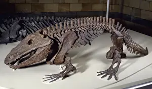 Natural History Museum Exhibits Drucke: Eryops