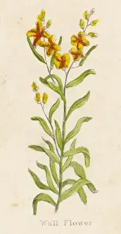 Garden Flowers Online Drucke: Erysimum Cheiri