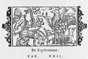 Historical Birds Of Prey Drucke: ERYTHROTAO