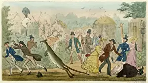 London Zoological Gardens Drucke: Escaped Kangaroo