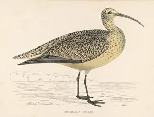 Vintage Wildlife Artwork Drucke: Eskimo Curlew (Morris)
