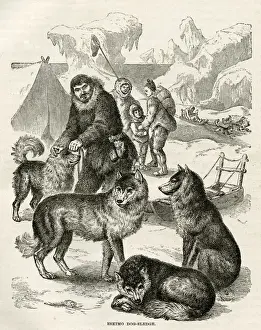 Sled Dog Breeds Drucke: Eskimo dog-sledge