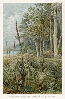 Eucalyptus Trees Australia Drucke: Eucalyptus - Australia