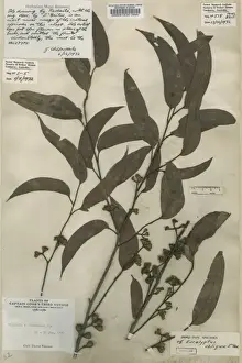 Eukalyptus obliqua, australische Eiche