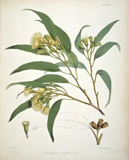 Victorian Era Botany Illustrations Drucke: Eucalyptus urnigera, eucalyptus