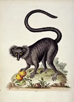 Drucke von Platte 217 aus Kapitel sieben von Gleanings der Naturgeschichte Band fünf von Georg Edwards (1694 - 1773) veröffentlicht zwischen 1758 und 1764, mit dem Titel Die schwarze Maucoucou Lemuridae Drucke: Makako-Eulemer