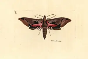 George Shaw Naturalist Drucke: Eumorpha achemon, Achemon sphinx