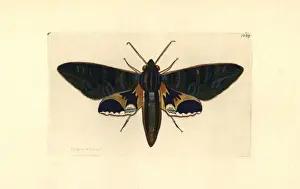 Copperplate Engravings History Drucke: Eumorphia phorbas moth