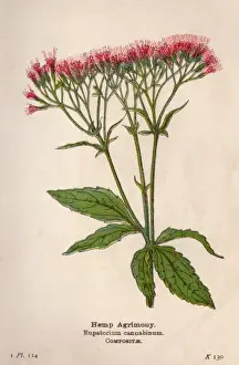Eupatorium Cannabinum Drucke: Eupatorium Cannabinum