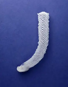 Euplectella aspergillum Glasröhrling
