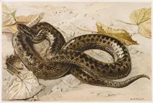 Viper Species Drucke: European Adder