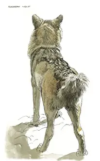 Raymond Sheppard Artwork Drucke: European Wolf