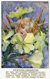 Abendlilie