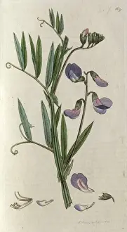 Early Botany Illustrations Drucke: Everlasting sweetpea