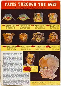 Historical Science Illustrations Drucke: Evolution of Face